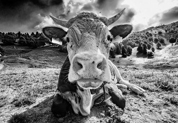 Cow head close-up in blak and white