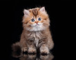 © adyafoto - Little fluffy kitten on a black background