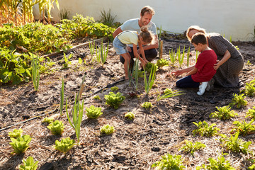 Wall Mural - Children Helping Parents To Look After Vegetables On Allotment