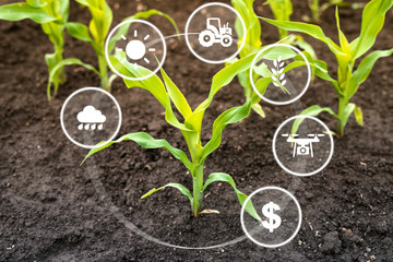 Growing corn seedling in cultivated field with modern technology concept. Smart agriculture.