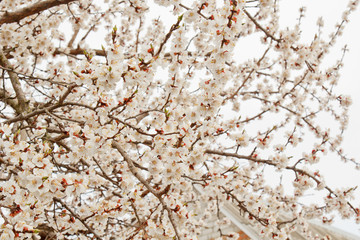 cherry blossom in the village against the white sky. spring landscape, the revival of nature. white flowers on a fruit tree