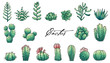 Big set et of elements with hand drawn colored cacti and succulents