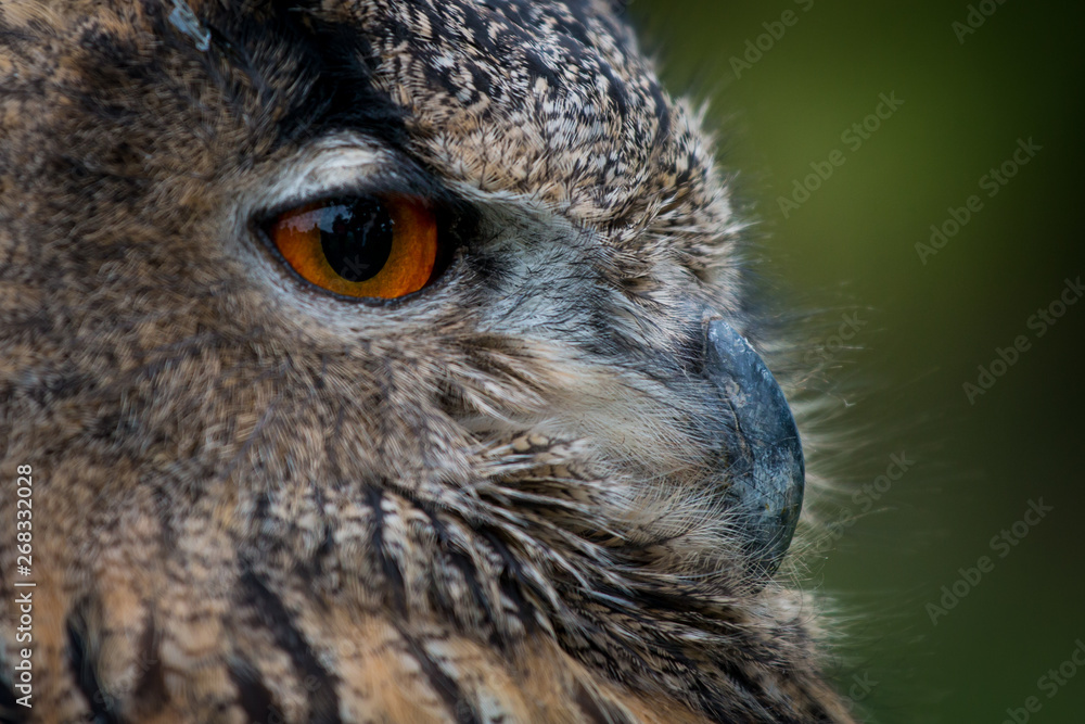 portrait of an owl - obrazy, fototapety, plakaty 