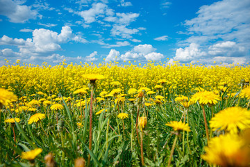 field of yellow flowering rape and a blue sky