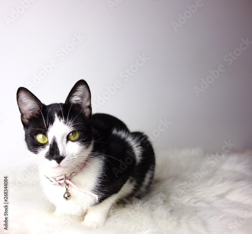 Tounge Female Black And White Tuxedo Cat With Green Eyes Isolated