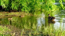 Young Dabbling Ducklings Mucking In A Pond, Under Willow Trees, While Their Mother Guards Them.