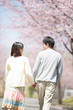 © ohayou! - 桜並木道を歩くカップルの後姿