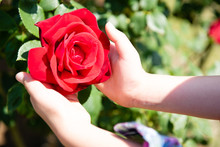 赤い薔薇に触る子供の手