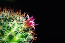 Small Blooming Cactus On Black Background. Cactus Blossom