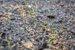 Ground with grass seeds planted for the perfect lawn