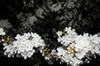 © akirash - 夜桜