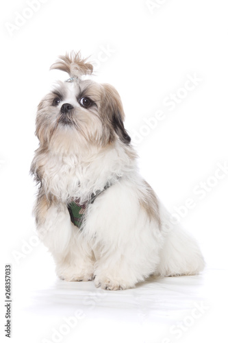 Chien Shih Tzu Assis Sur Fond Blanc Buy This Stock Photo