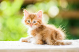 Fototapeta Koty - adorable playful red orange fluffy kitten on sunny day