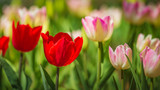 Fototapeta Tulipany - lose up colorful fresh Red,Pink,Yellow tulips flower in Spring and Soft background