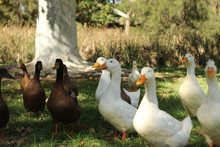 Large Flock Of Brown And White Ducks Walking Around On Lush Green Grass Under He Shade Of A Tree Near A River Bank In A Rural Town's Park In Rural New South Wales, Australia