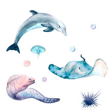 Watercolor Set Ocean, Sea: Dolphin, Moray, Sea Urchin, Jellyfish, Stingray, Pearl