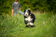 Bearded Collie Puppy In A Spring Meadow