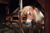 Head portrait of a beautiful and cute pony behind the wooden fence