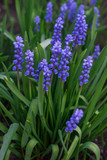 Fototapeta Lawenda - Beautiful blue Muscari flowers in early spring on a flower bed in the garden.