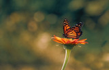 Monarch butterfly sitting on sunflower