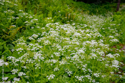 初夏の高原に咲く雑草の白い花をフォーカスシフトで撮影したら美しい Stock Photo Adobe Stock