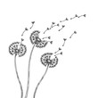 Dandelion silhouettes. Dandelions grass pollen delicate plant seeds blowing wind fluff flower abstract vector spring graphics. Illustration of fluff dandelion, blossom flora