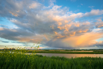 Wall Mural - a spring time shower is beautifully illuminated by the low sun in the golden hour before sunset