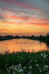 Wall Mural - sunset with red, orange and yellow colors over a lake in the netherlands with daisy flowers