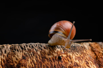 Wall Mural - A small snail snail on a piece of wood. Slowly crawling snail with a house on the back.