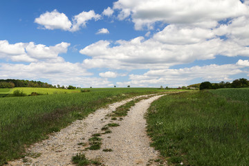 Wall Mural - Spring Landscape. Field road among Meadows and fields