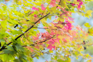  Soft Focus Colorful Maple Leaves blossom on tree branches with nature blurred background, wild maple nature in Doi Inthanon, Chiang Mai, northern of Thailand.