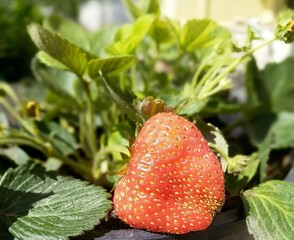 strawberry fruit food nature fresh organic healthy tasty