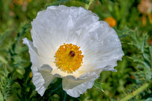 Isolated Macro Of Beautiful White Prickly Poppy (Argemone Albiflora) (Texas Bull Nettle). Close Up