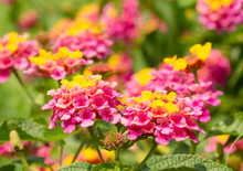 Closeup Of Bright, Colorful Lantana Flower Clusters