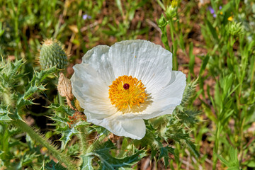 Isolated Macro of Beautiful White Prickly Poppy (Argemone albiflora) (Texas Bull Nettle). Close Up