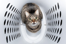 Comical Image Of A Brown Tabby Cat Sitting In A Laundry Hamper, Looking Up