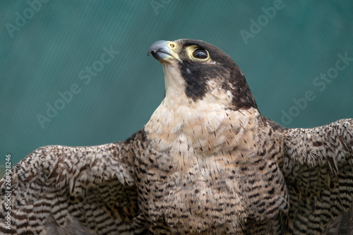 Peregreen Falcon Bird Of Prey Photographed In The
