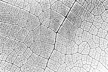 Seamless pattern of leaf texture in black and white