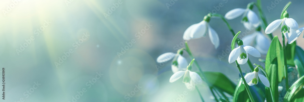 Galanthus nivalis or common snowdrop - blooming white flowers in early spring in the forest, closeup with space for text. Spring background, banner. - obrazy, fototapety, plakaty 