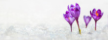 Crocuses - Blooming Purple Flowers Making Their Way From Under The Snow In Early Spring, Closeup With Space For Text, Banner