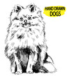 Pomeranian. Drawing by hand in vintage style. Dog breeds. Fluffy dog sitting.