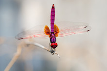 Red Dragonfly On Branches With Blurred Background In Nature