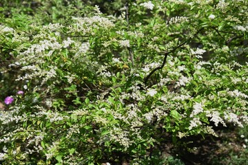 Wall Mural - Chinese privet flowers (Ligustrum sinense)