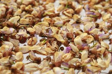 dying flowers of Millettia pinnata.