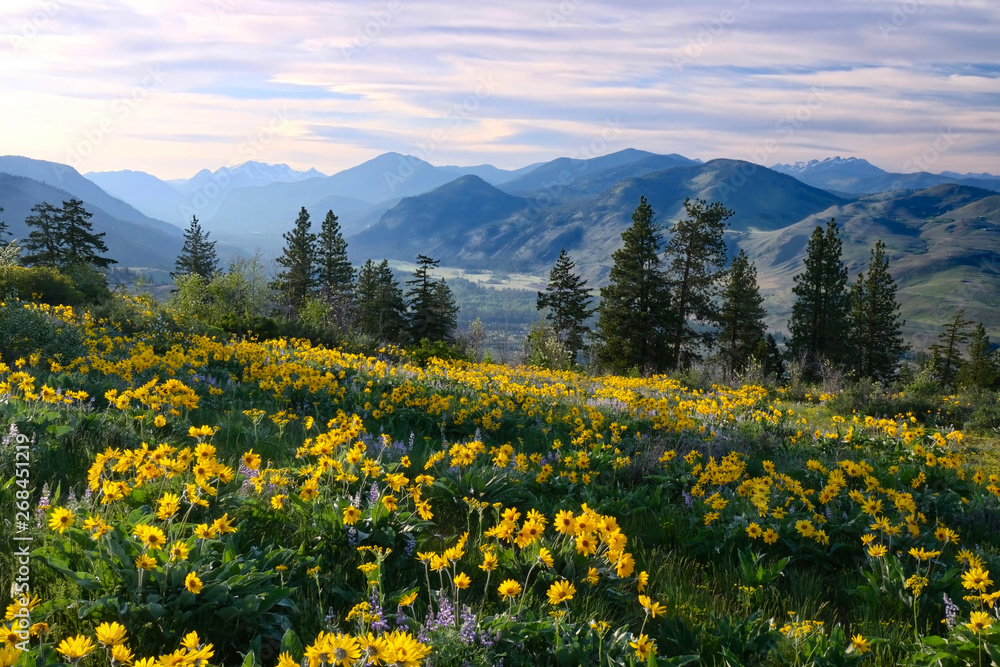 Hiking in Washington. Meadows with arnica  and lupine wildflowers and Cascade Range Mountains near Winthrop. WA. Unites States. - obrazy, fototapety, plakaty 