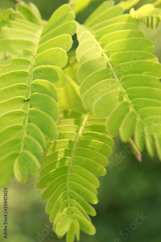 Tamarind Tamarindus Indica Leaves Close Up It Is A Leguminous Tree In The Family Fabaceae Indigenous To Tropical Africa The Genus Tamarindus Is A Monotypic Taxon Having Only A Single Species Stock Tamarind Tamarindus Indica Leaves Close Up It Is A Leguminous Tree In The Family Fabaceae Indigenous To Tropical Africa The Genus Tamarindus Is A Monotypic Taxon Having Only A Single Species Stock