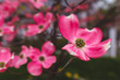 Cherokee chief dogwood pink flower blossoms