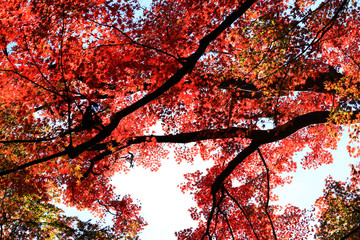 Looking up in the autumn forest