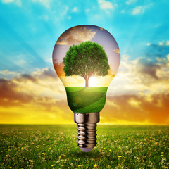 Eco light bulb with tree inside at sunset. Concept of green energy.