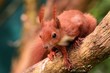 Eichhörnchen Eichhorn Squirrell Rot Orange Fell Tier Portrait Futtersuche Nahrung Wildlife Augen Heimisch Nagetier Nager Nüsse Baum